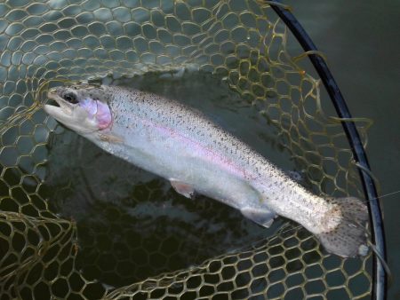 大安トラウトレイク 釣果